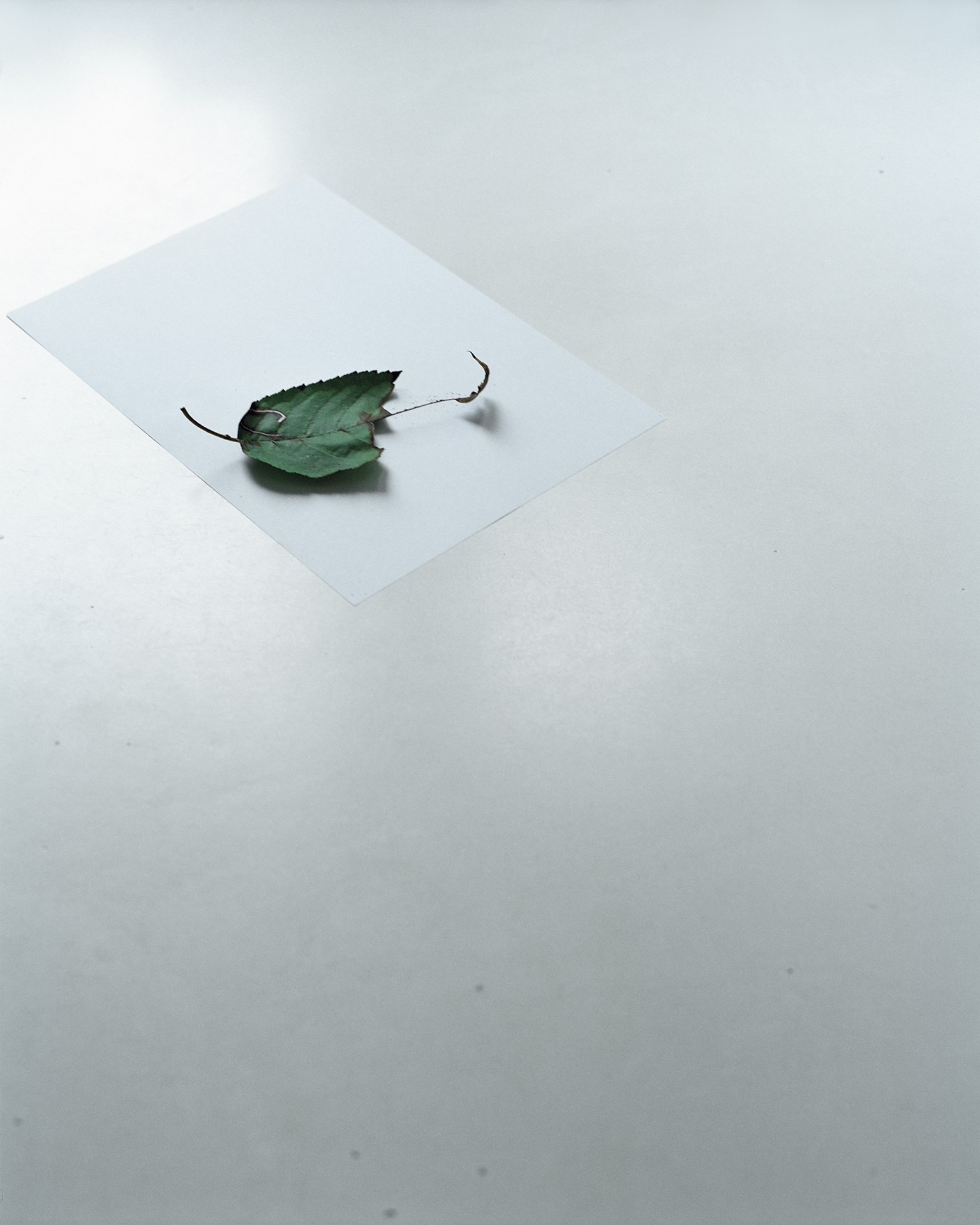 ohne Tiltel (Stillleben)